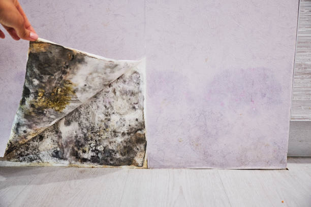 Best Commercial Mold Remediation in Cottageville, SC